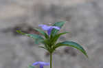 Carolina wild petunia